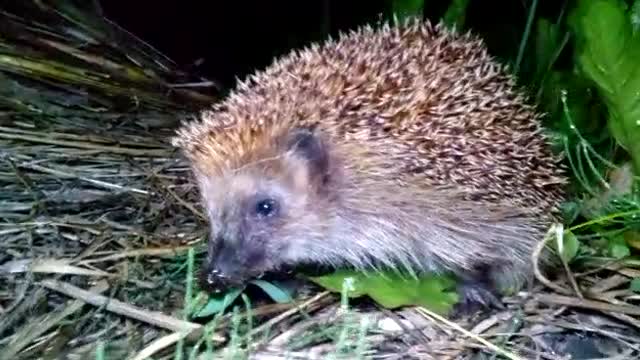 good hadgehog 🏕️