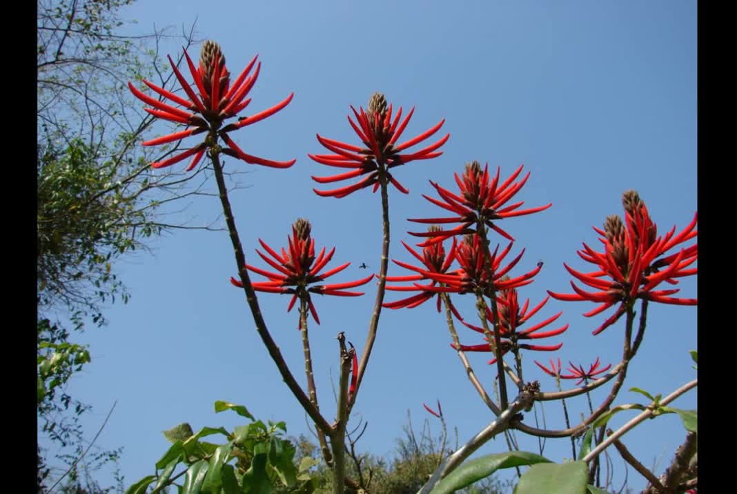 Mulungu ( Erythrina mulungu ) serve para distúrbio do sono e insônia