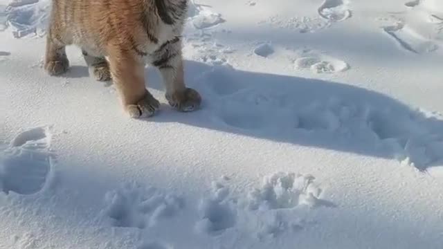 Little tiger walking in the snow