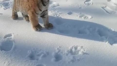 Little tiger walking in the snow