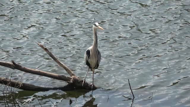 Heron on branch in river