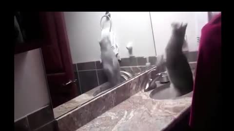 Funny Animals video