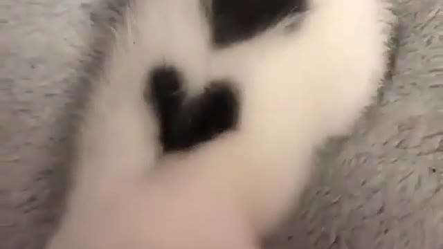 Cute little kitty has two hearts ❤❤ on her back.