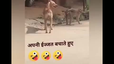 Monkey and dogs funny videos😂😂