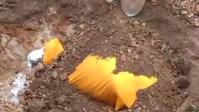 Burrying dead calf during lockdown