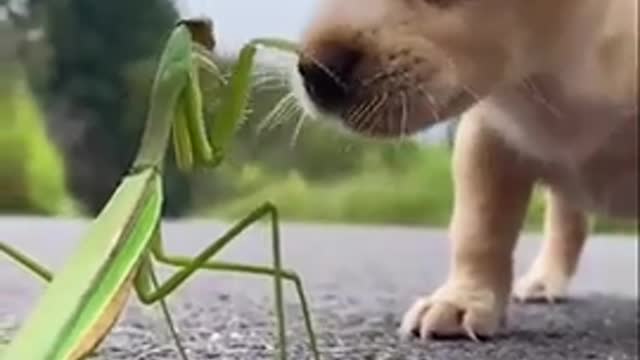 A small puppy fights with a Praying Mantis