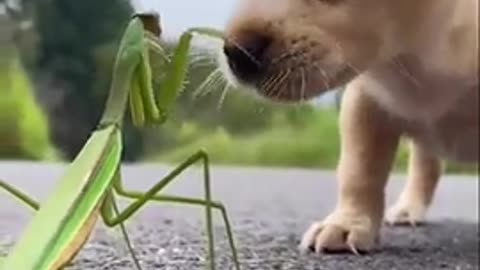 A small puppy fights with a Praying Mantis