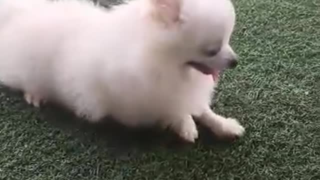 my dog is very docile