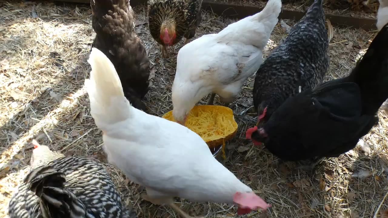 Spaghetti squash for chickens. They tore it up.