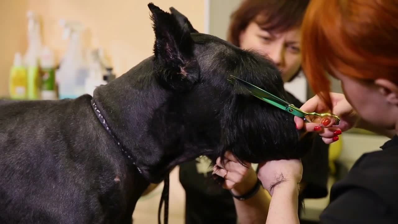 In the beauty salon for dogs, two women groomers prepare the dog for the resource