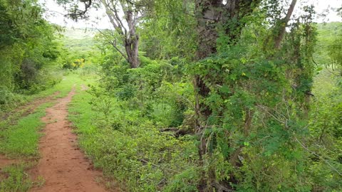 Caatinga