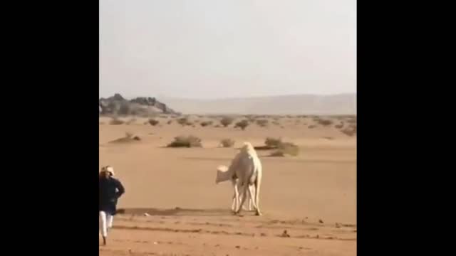 How To Get A Camel Off The Road