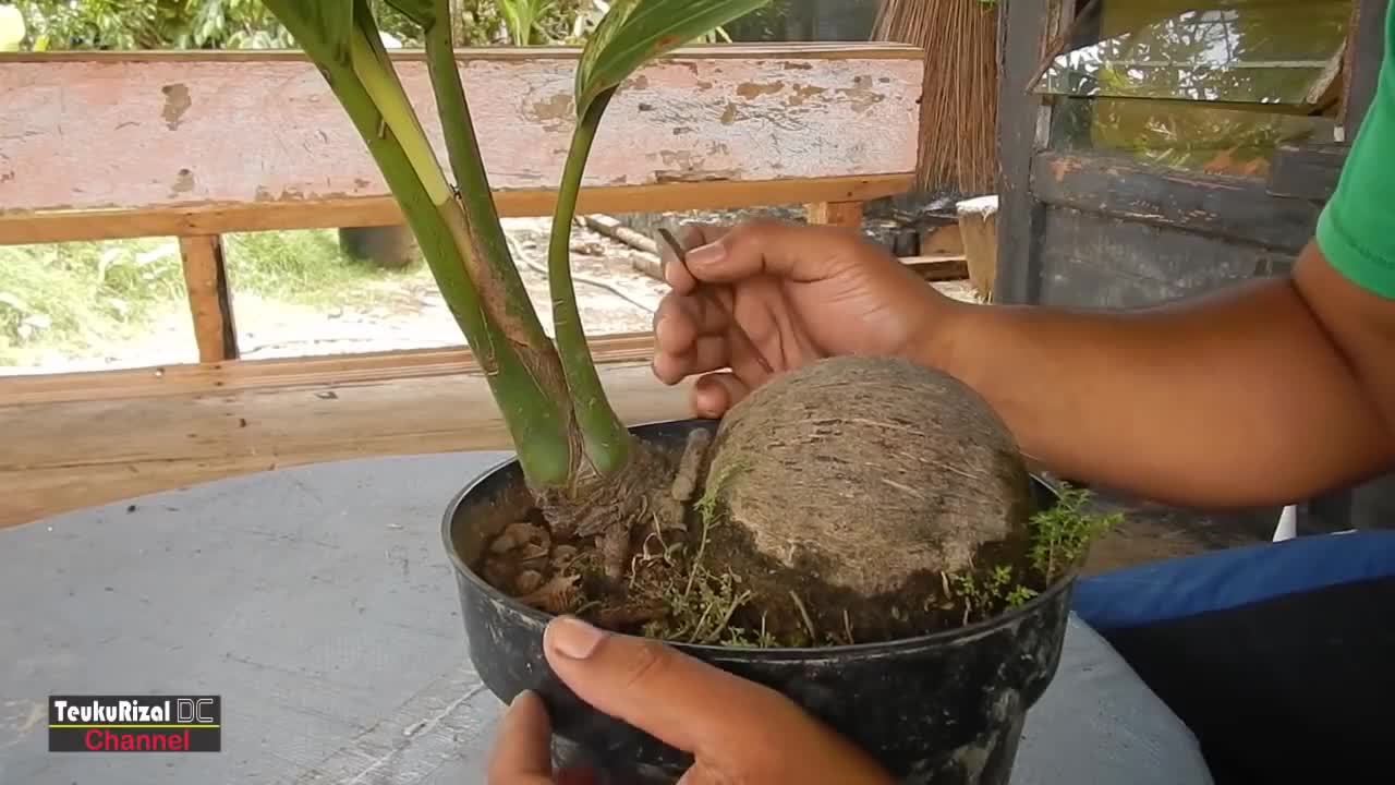 Pruning Coconut 2