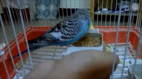 How to Tame your Budgie.