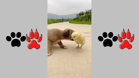 Fanny Dogs Videos Compilation