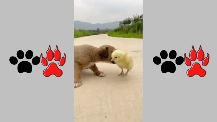 Fanny Dogs Videos Compilation