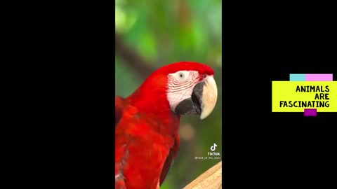 How Long Animals Can Go Without Food.!.?