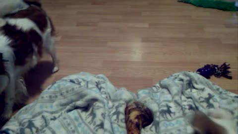 Sami Wants that Bone!