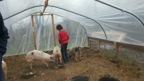 Using pigs to rototill