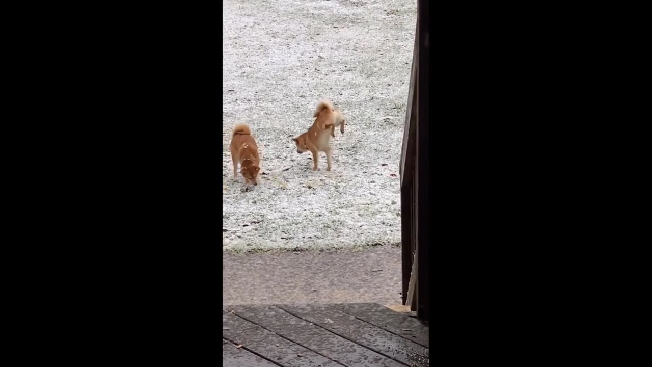 Best funky animal 2024