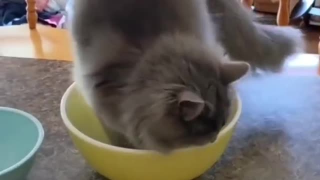 Cute Cat Funny Clip