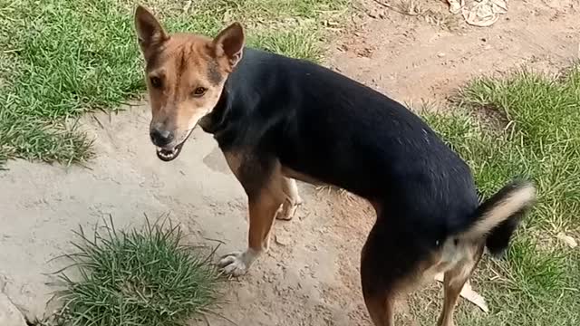 Dangerous dog video funny videos