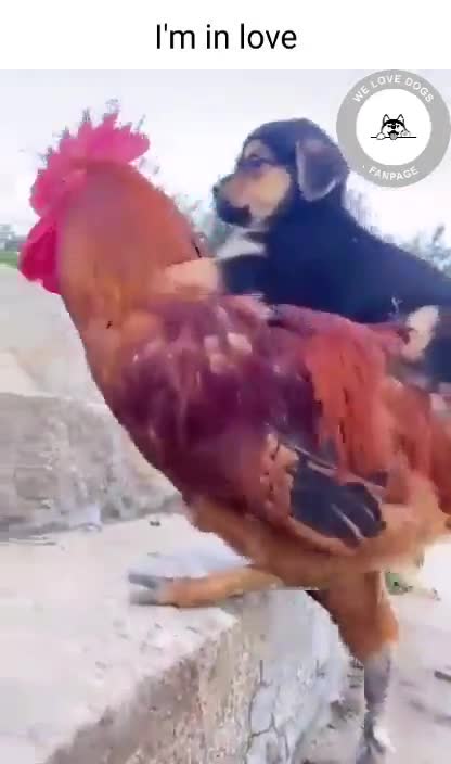 The rooster and the puppy are the two nicest friends