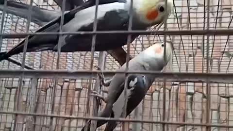 Lovely bird's