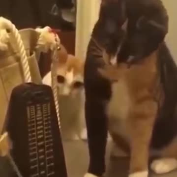 FUNNY CATS AND DOGS ! SO CUTE