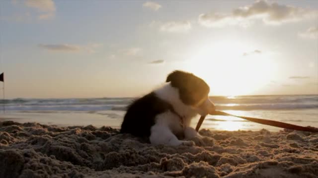 Funny and playful dog playing on beach