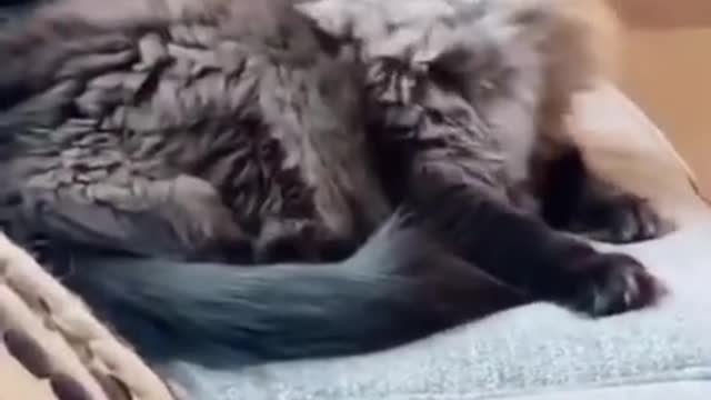 0.trolls the cat 😅 #shorts