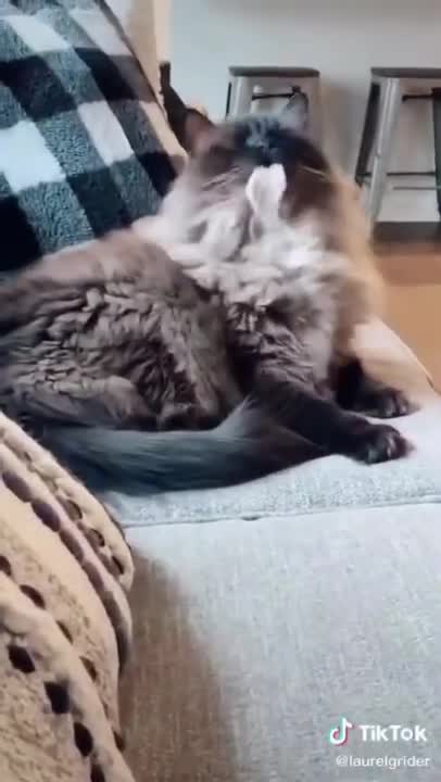 0.trolls the cat 😅 #shorts