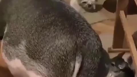 Animal love