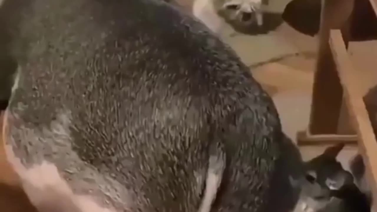 Animal love