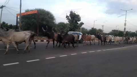Bjp party 😂 jindabad 🐂🐃 animal comedy