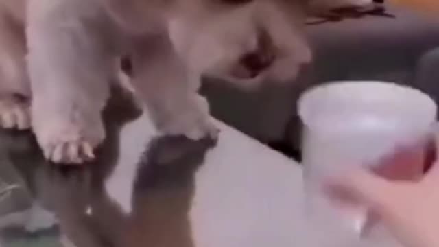 Funny Pets Videos, The Funniest Animals Part 13