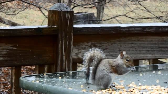 fast eating squirrels