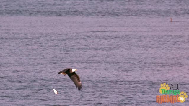 BALD EAGLE | Animals For Kids | Animal TV