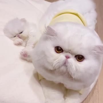 cute Baby cats #shorts #shortvideo #shorts