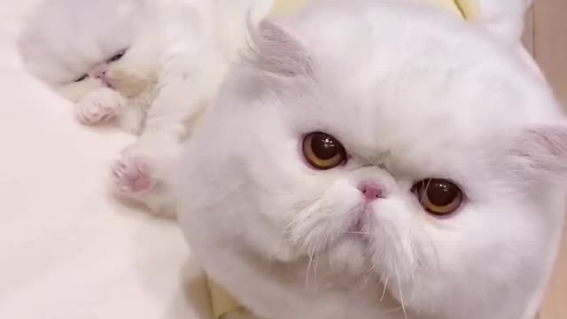 cute Baby cats #shorts #shortvideo #shorts