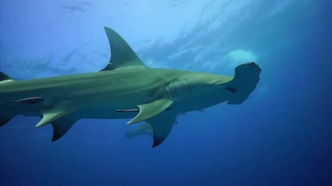 Hammerhead Sharks