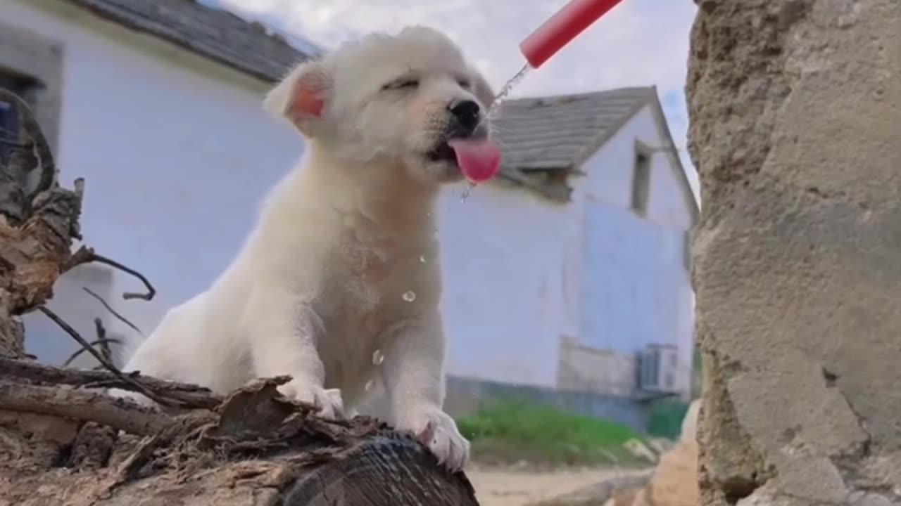 Cute Innocent Puppy Drinking Water