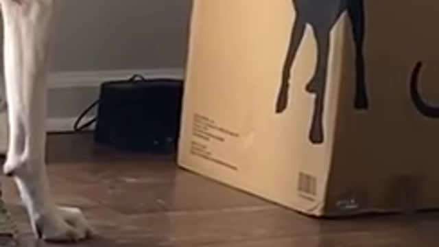 Dog Stares at Dog's Picture Printed on Cardboard Box