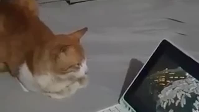 Cat Watching Cartoon with His Human Friends