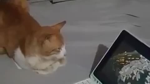 Cat Watching Cartoon with His Human Friends