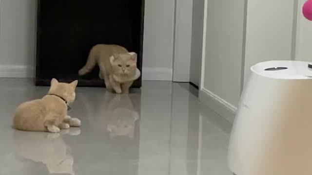 Two cute kittens fight and they're flying