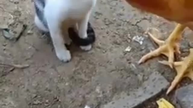 Funny hen 🐔 vs cat 😸