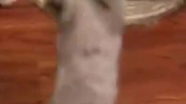 Funny Pet Compilation Cat Comedy Videos