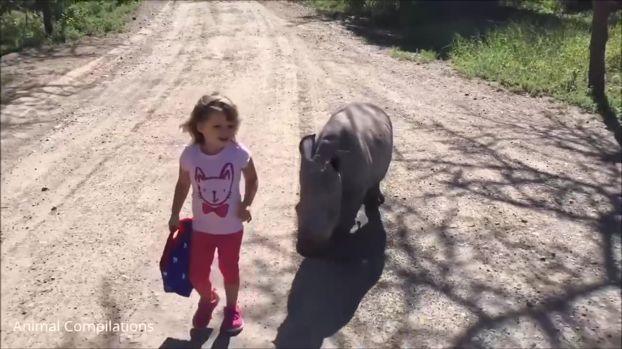 Baby Rhino running