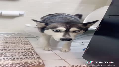 Tik Tok - Husky trained to pee the bathroom!!